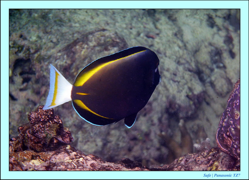 2011 - 08 - Borneo - Sipadan 112
